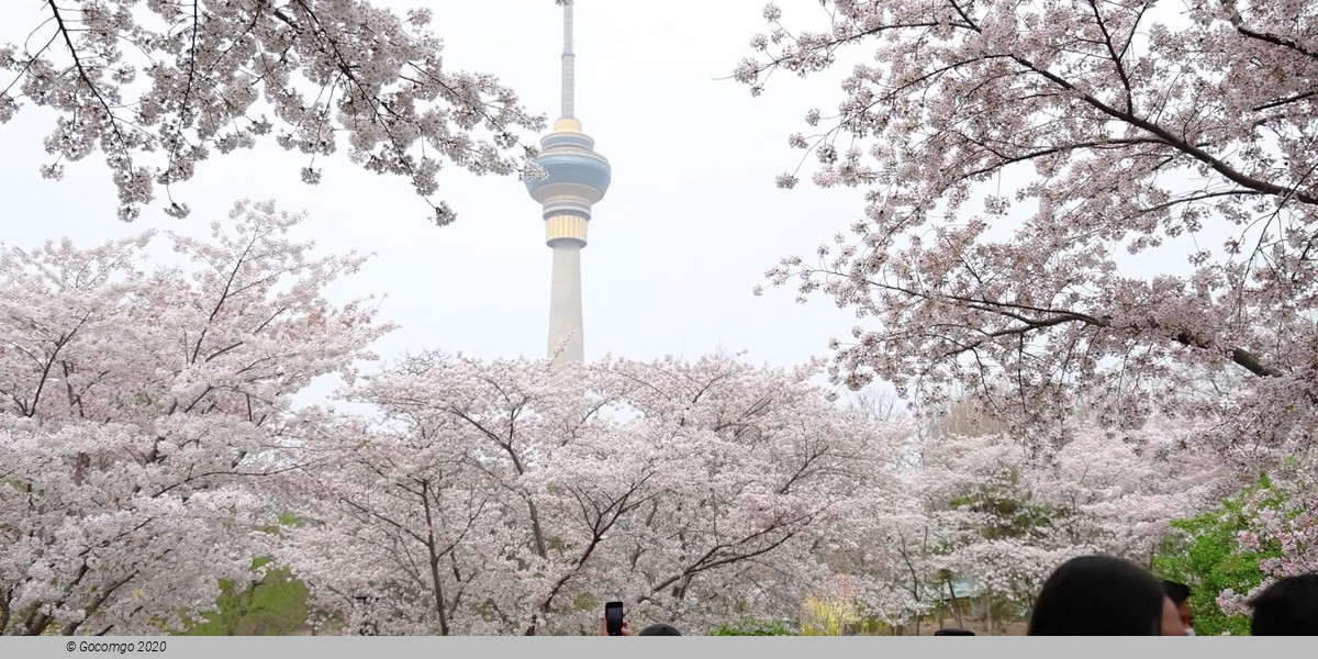 Yuyuantan Park Walking Tour with Cherry Blossoms